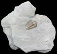 Prone, Flexicalymene Trilobite - Ohio #40680-2